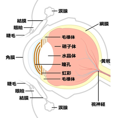 眼球の構造